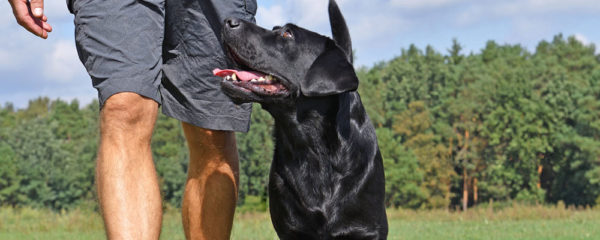Dresseur de chien