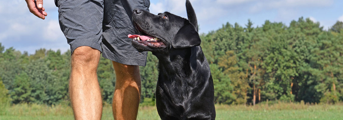 Dresseur de chien