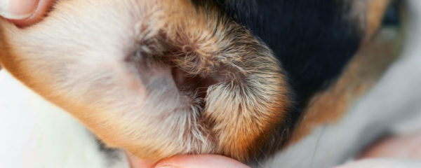 Chien oreille qui coule