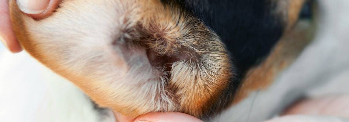 Chien oreille qui coule