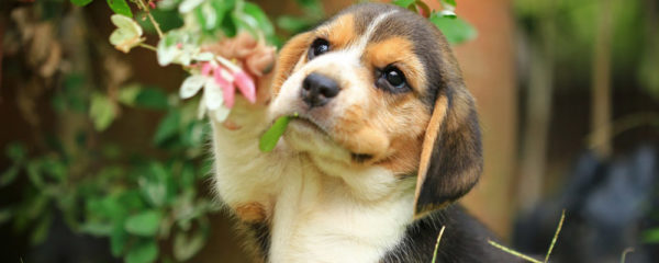 Chiot