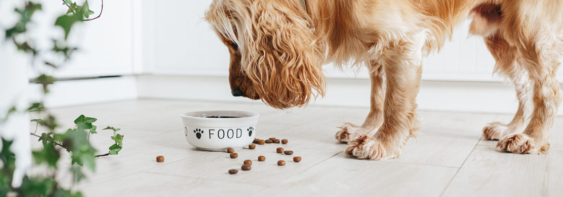 Nourriture pour chien