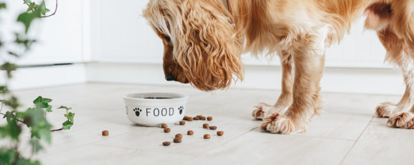Nourriture pour chien