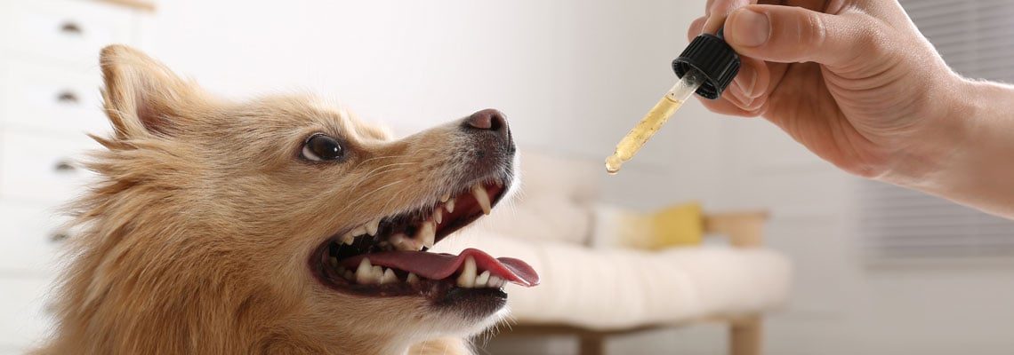 CBD pour les chiens