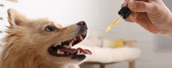 CBD pour les chiens