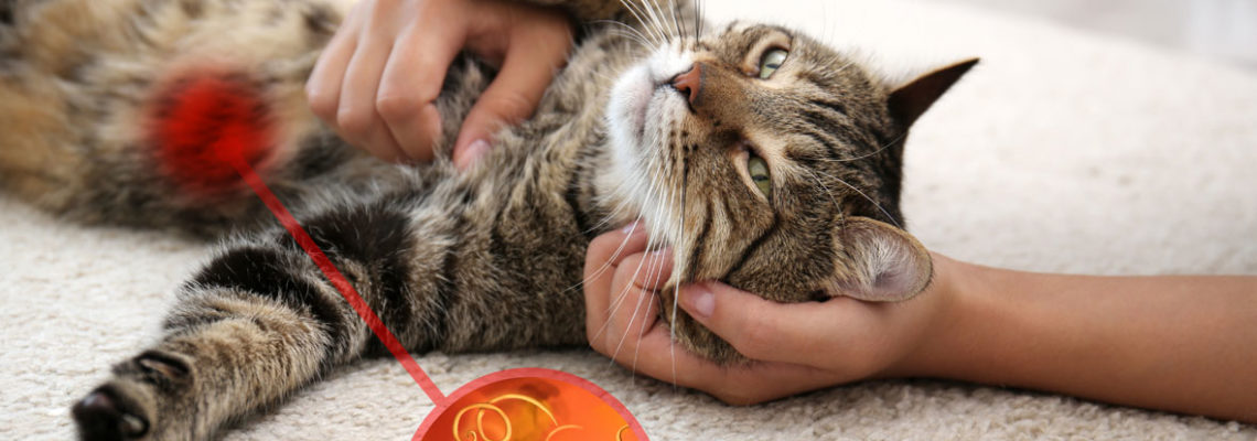 parasites digestifs pour le chat